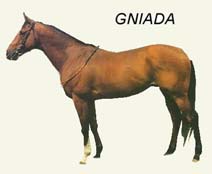 ma gniada